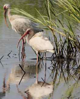 White ibis in wetlands.